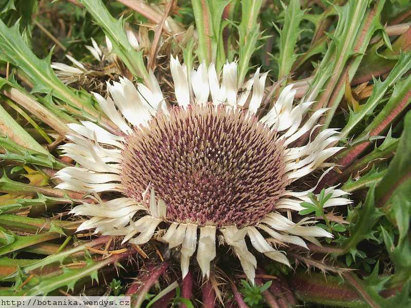 Pupava bezlodyžná  kořen řezaný